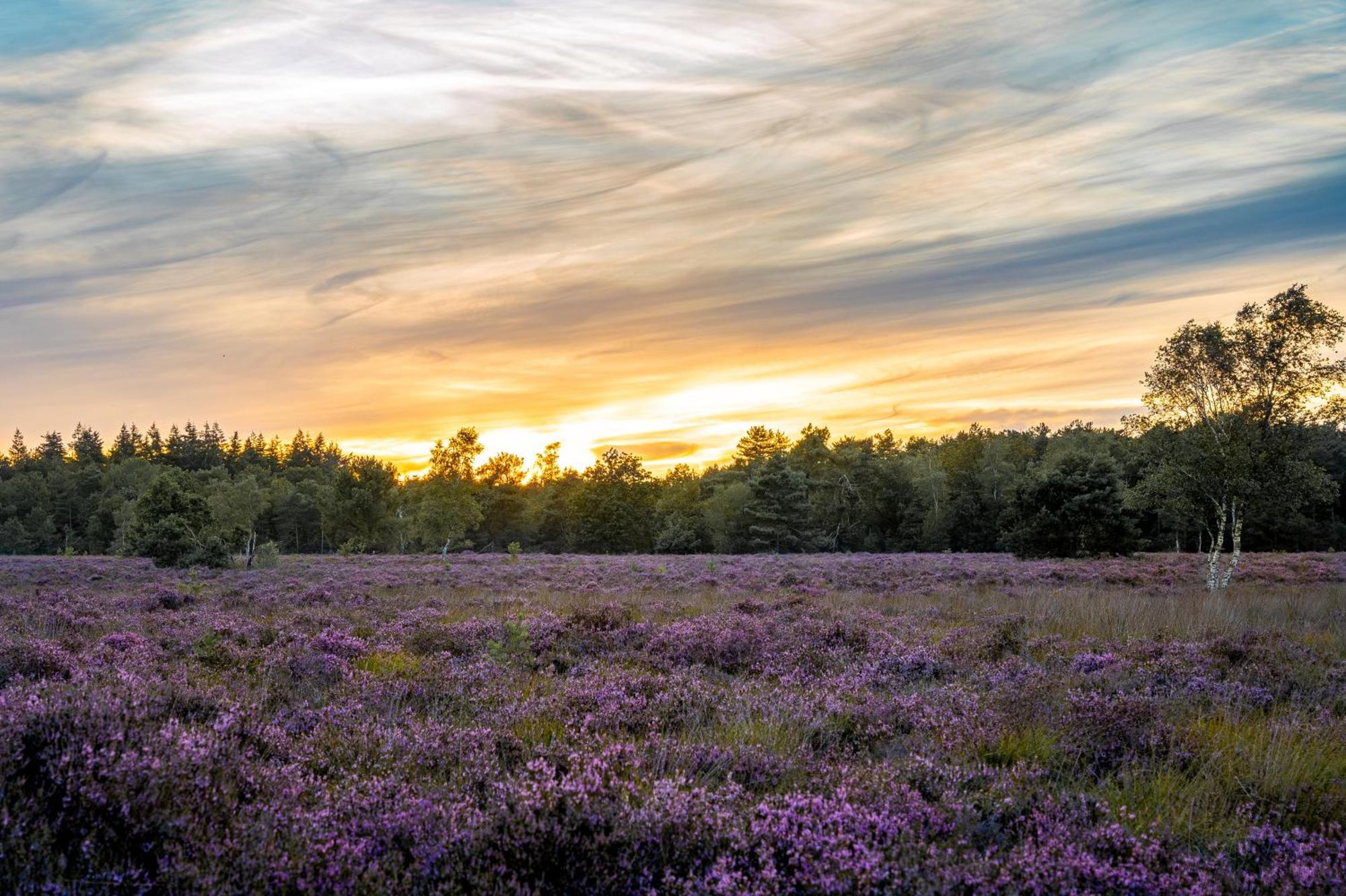 Veluwe Park Reewold Chalet Infinity 皮滕 外观 照片